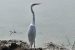 Chilika Lake Bird Census 2025