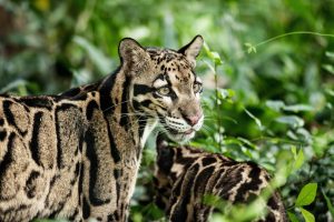Clouded Leopard Conservation Efforts in Asia