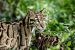 Clouded Leopard Conservation Efforts in Asia