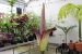 Corpse Flower