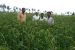 Current Status of India’s Reservoirs and Agriculture