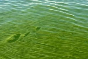 Cyanobacteria Research in Lake Victoria’s Winam Gulf