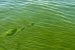 Cyanobacteria Research in Lake Victoria’s Winam Gulf