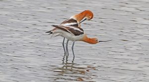 Decline of Wading Birds in Southern India