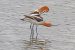 Decline of Wading Birds in Southern India