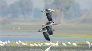 Dhanauri Wetland Notification