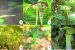 Discovery of Carnivorous Plant in Rajasthan