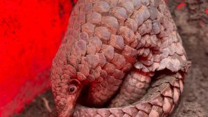Discovery of New Indo-Burmese Pangolin Species