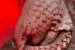 Discovery of New Indo-Burmese Pangolin Species