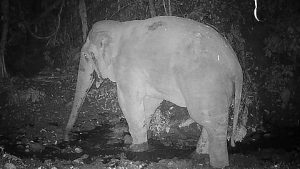 Elephant Spotted in Namdapha National Park After 12 Years