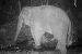 Elephant Spotted in Namdapha National Park After 12 Years