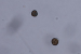 Epicoccum Indicum Fungi Species Discovered