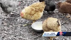 First US Death from H5N1 Bird Flu