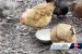 First US Death from H5N1 Bird Flu
