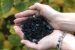 Fixing DDT-Contaminated Soil with Biochar