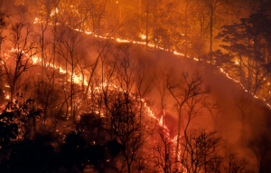 Forest Fires in India