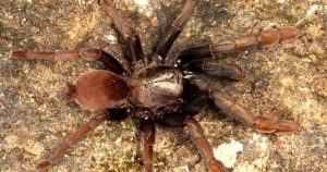 Four New Tarantula Species Discovered in Western Ghats