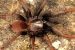 Four New Tarantula Species Discovered in Western Ghats
