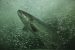 Freshwater Species at Risk of Extinction
