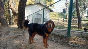 Gaddi Dog Breed Officially Recognised