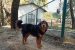 Gaddi Dog Breed Officially Recognised