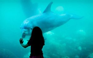 Gangetic Dolphin Conservation Efforts