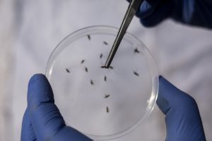 Georgia Certified Malaria-Free