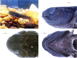 Goby Fish Discovery in Andhra