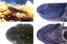 Goby Fish Discovery in Andhra