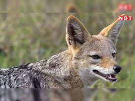 Golden Jackals Resurface in Urban Mumbai