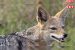 Golden Jackals Resurface in Urban Mumbai