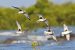 Gujarat’s First Coastal Bird Census Begins Soon