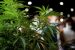 Himachal Pradesh Approves Cannabis Cultivation Pilot Project