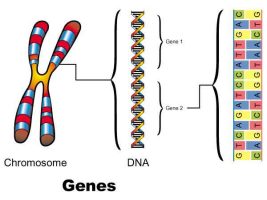 How are Genes Made?