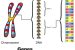 How are Genes Made?