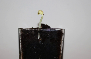 ISRO Successfully Germinates Black-eyed Pea Seeds in Space