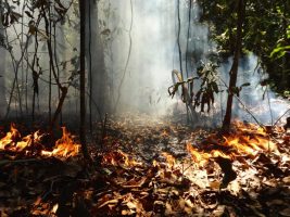 Impact of Tropical Forest Loss on Biodiversity
