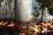 Impact of Tropical Forest Loss on Biodiversity