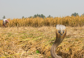 India’s Snakebite Epidemic