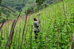 US Access to Indian Market for Key Crops