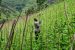 Kampala Declaration on Agriculture