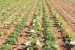 Micro-Irrigation Adoption in India