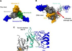 Nanobodies Role in Ebola Virus Treatment