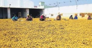 National Turmeric Board Set Up in Nizamabad