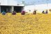 National Turmeric Board Set Up in Nizamabad