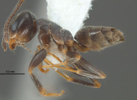 New Ant Species Discovered in Western Ghats