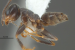 New Ant Species Discovered in Western Ghats
