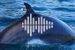 Whale Longevity