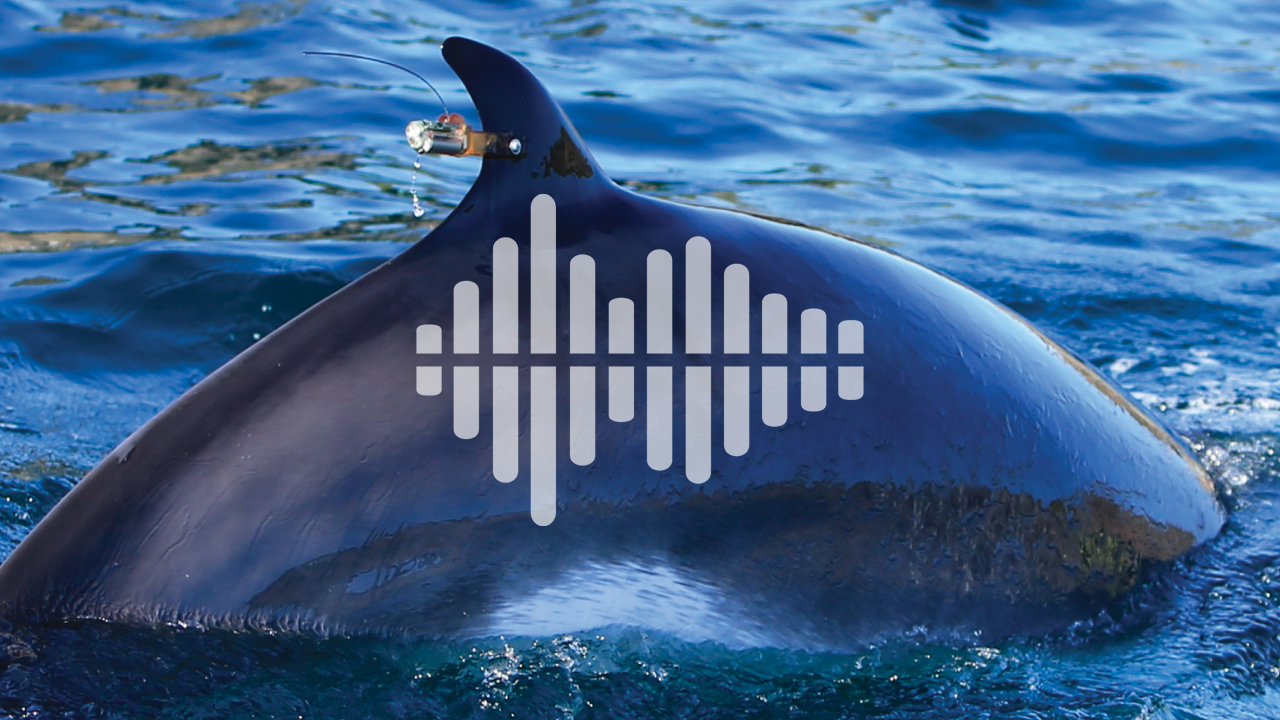 Whale Longevity