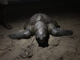 Olive Ridley Turtle Deaths